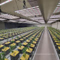 Amazon Winter Best Indoor LED Plant Lights